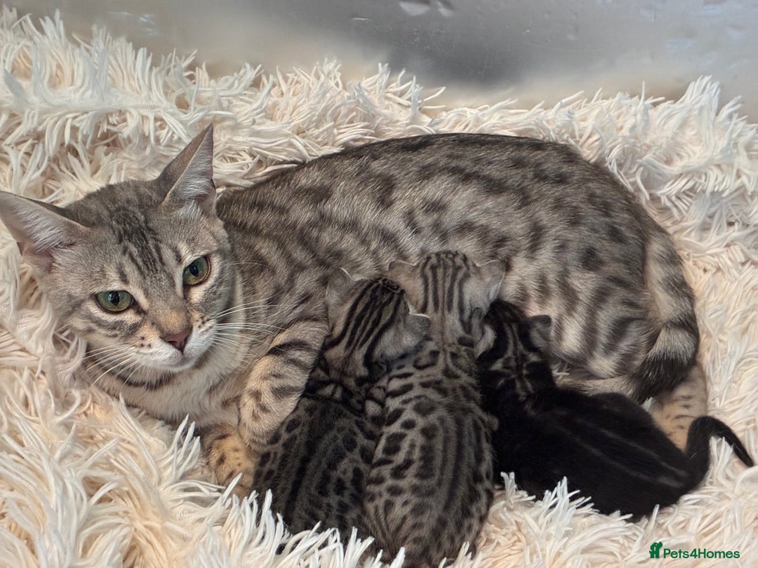 Bengal cats for sale: Beechwood Bengals  stunning SILVER kittens - Image 2
