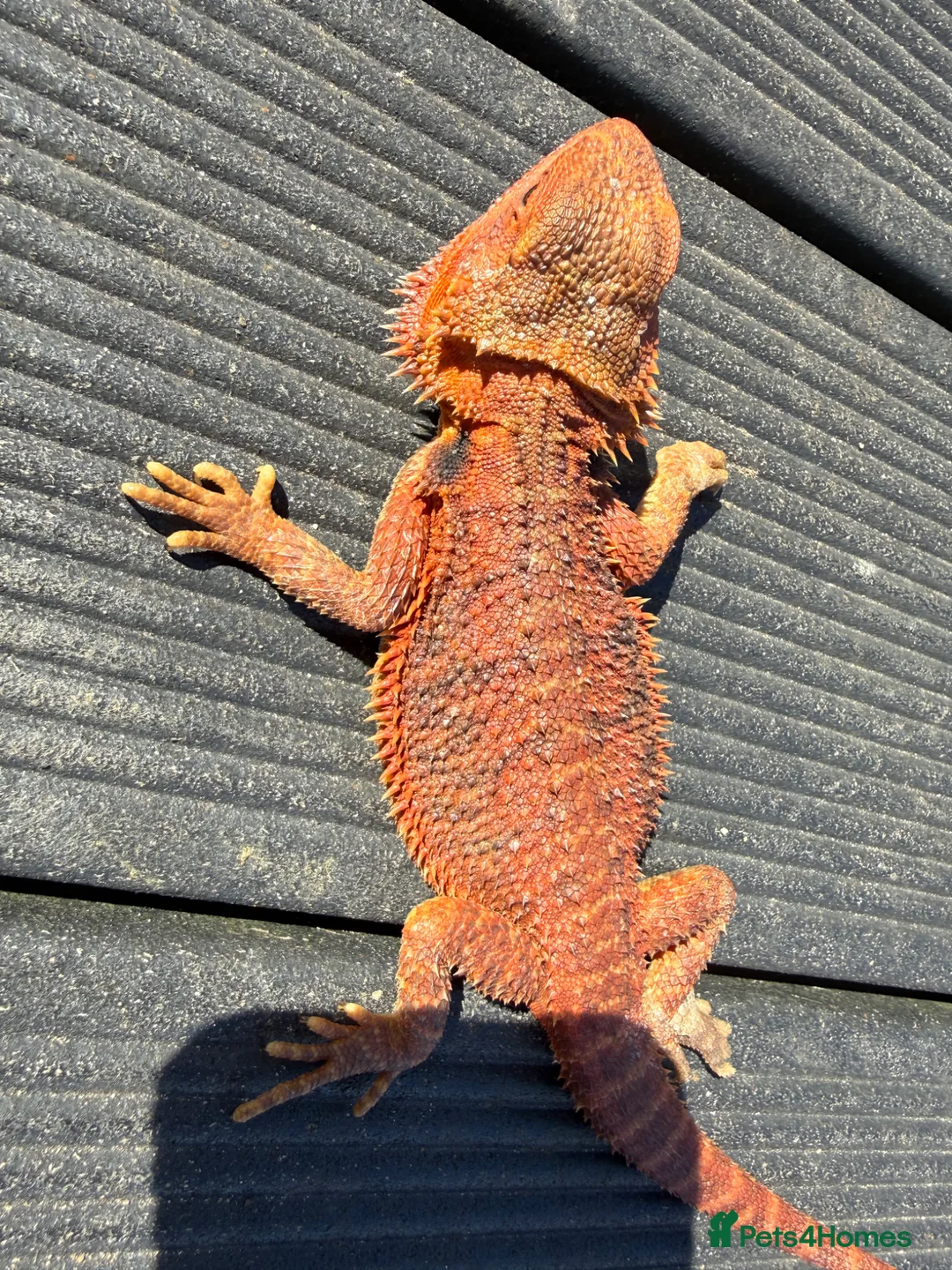 Bearded Dragon reptiles for sale: Bearded dragon juvenile female  - Advert 2