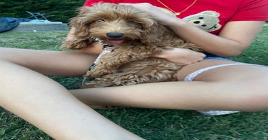 Maltipoo dogs - Advert 6