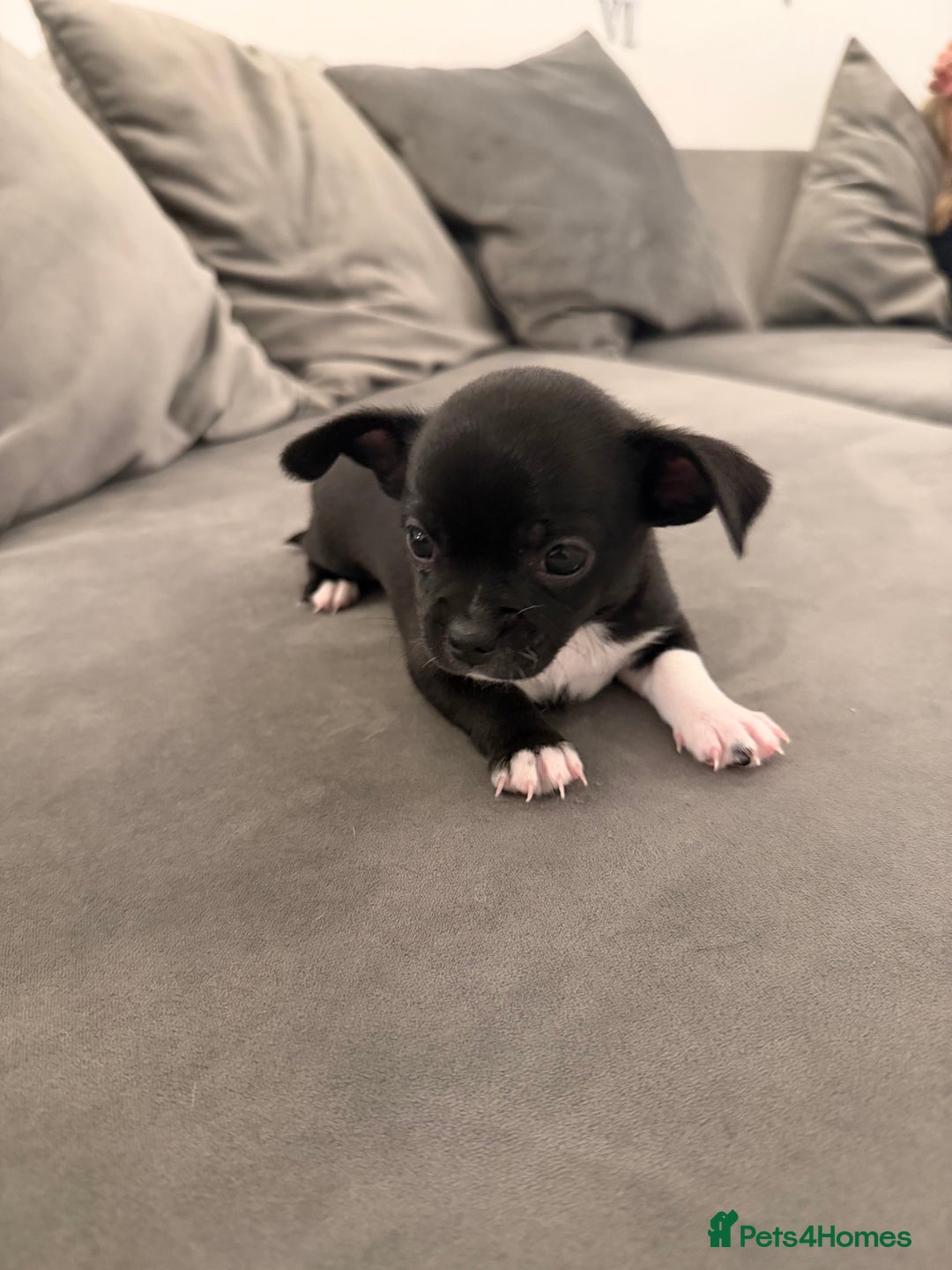 Chihuahua dogs for sale: 1 Stunning Male Apple Head Chihuahua Pup left - Advert 9