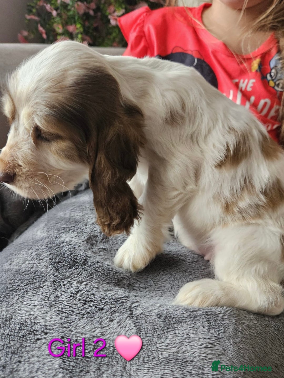 Cocker Spaniel dogs for sale: Stunning Show Cocker Spaniels - Image 8