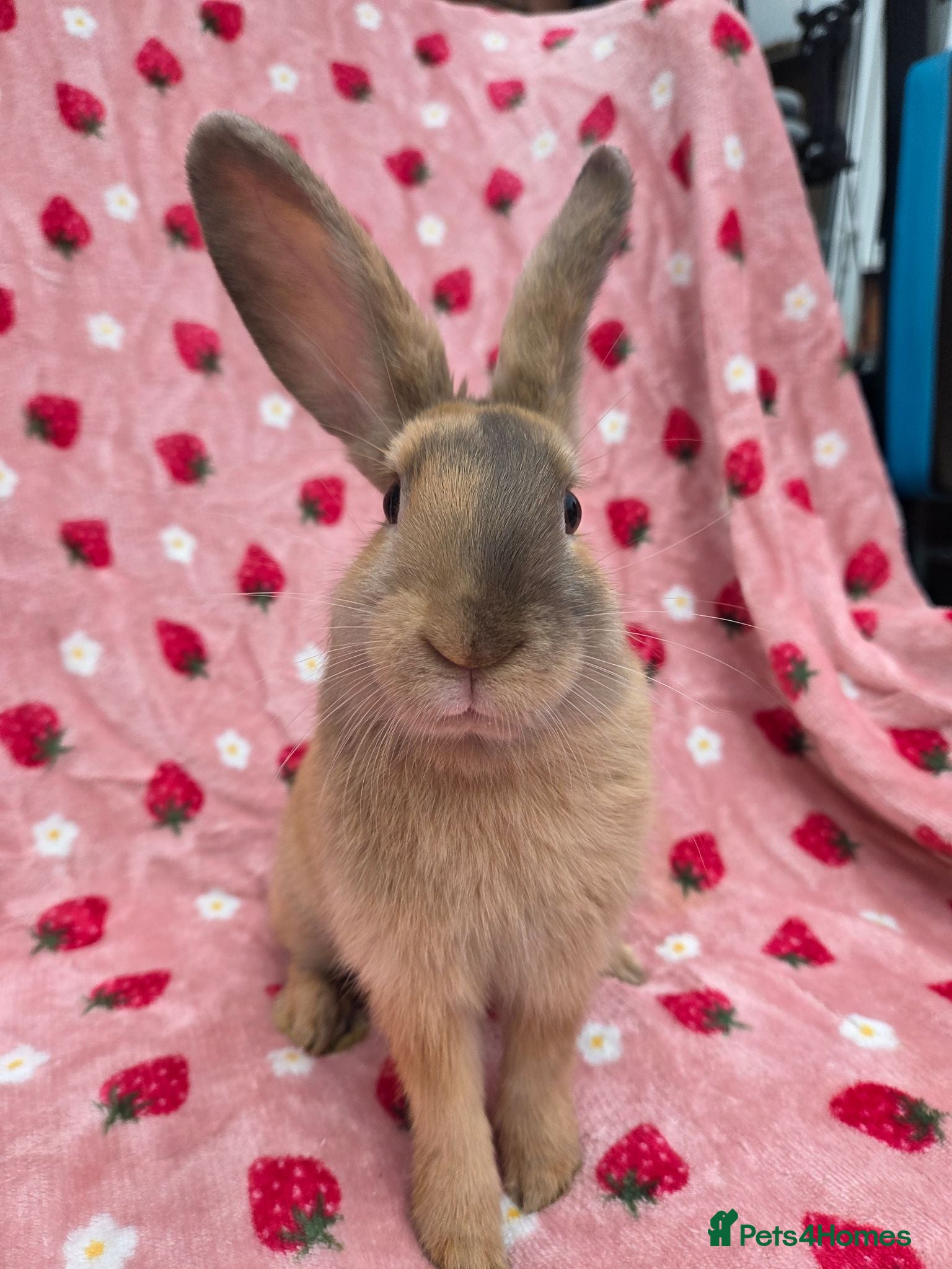 Mixed Breed rabbits Silly tame 11wk female Ginger harli plush mini lop - Advert 2