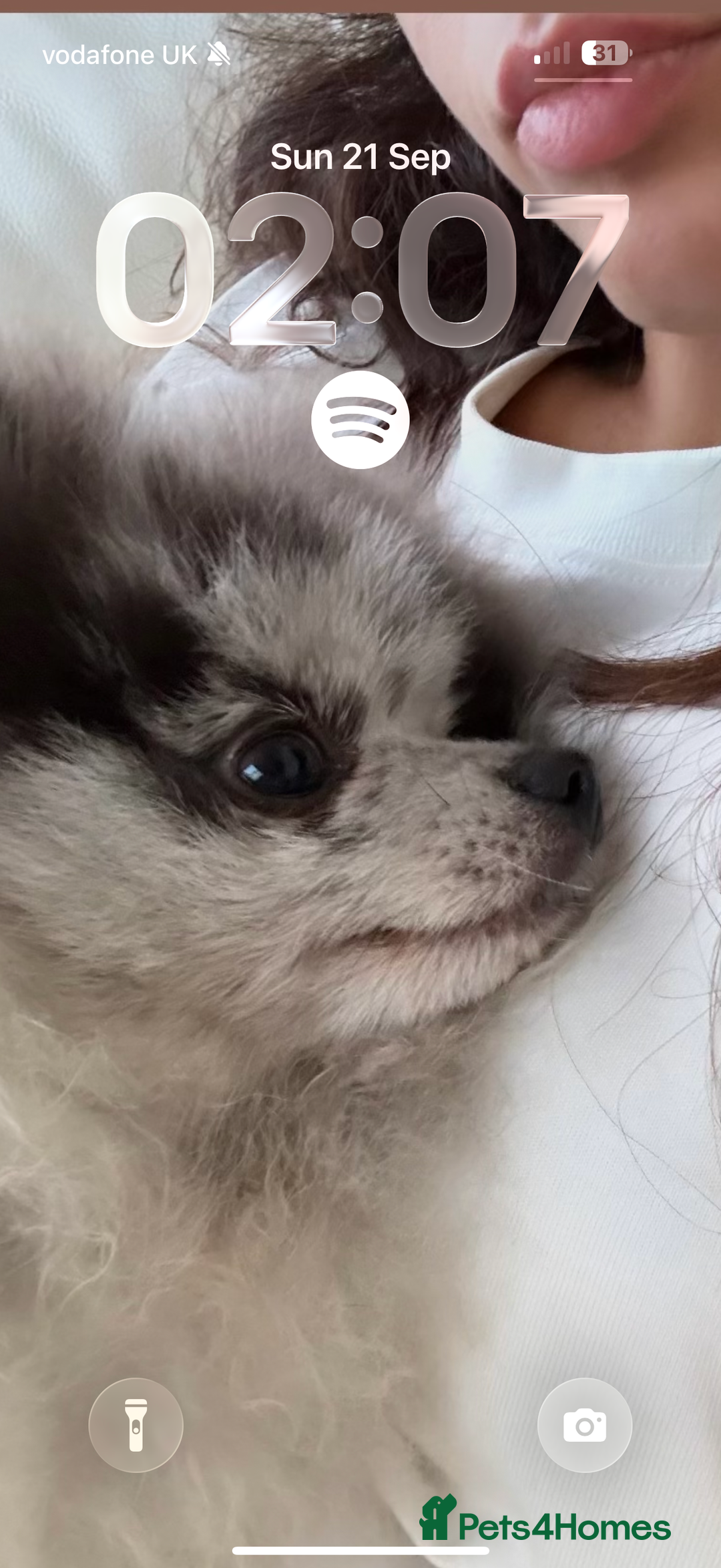 Pomeranian dogs for stud: Stud duties - Image 4