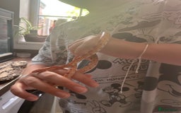Corn Snake reptiles for sale: Corn Snake and enclosure  in Norwich - Image 3