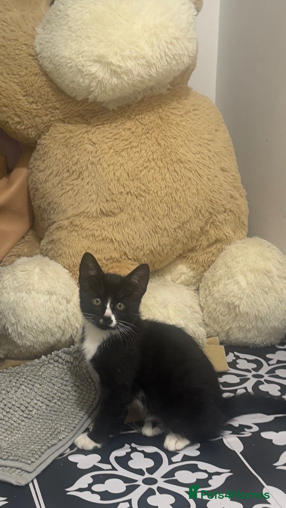 Mixed Breed cats Last kitten available-Litter of 4 kittens - Advert 1