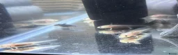 Axolotl reptiles for sale: Axolotl juveniles  - Advert 4