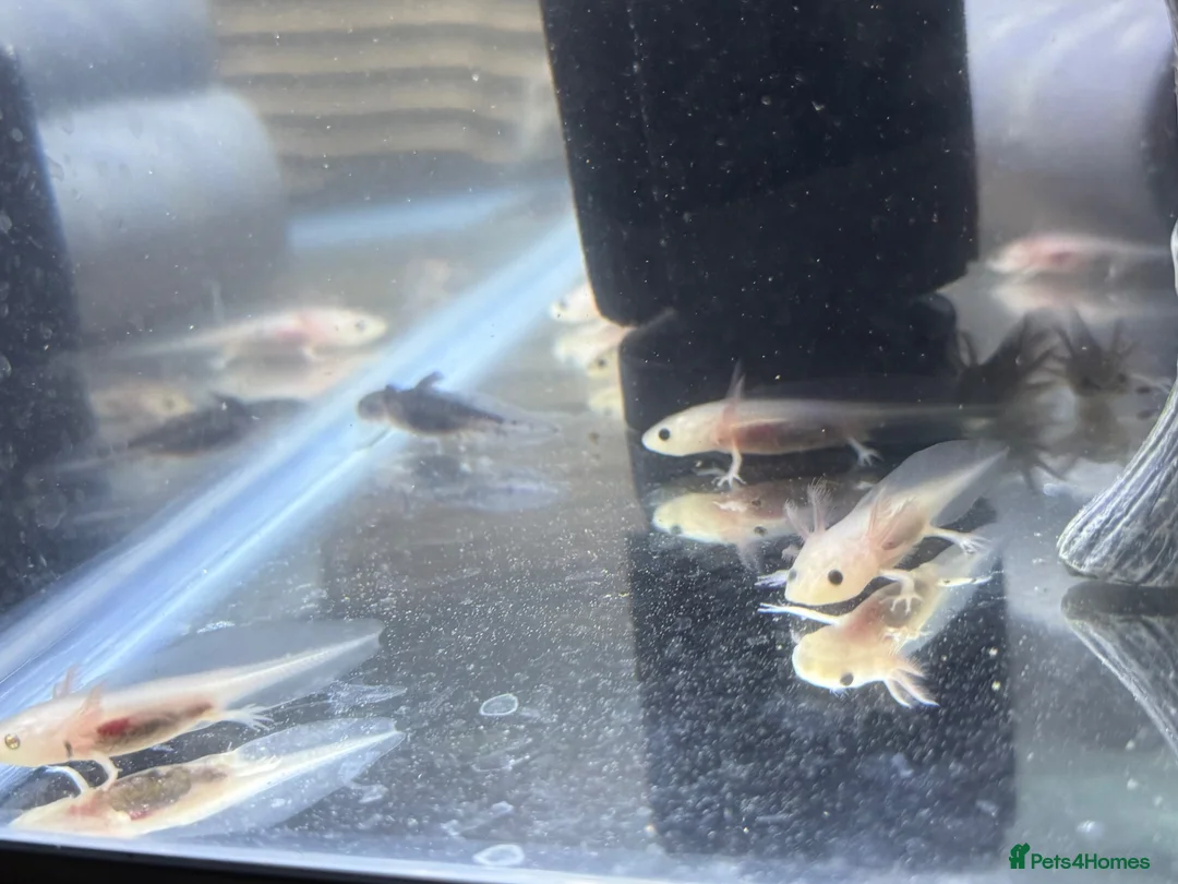 Axolotl reptiles for sale: Axolotl juveniles  - Advert 4