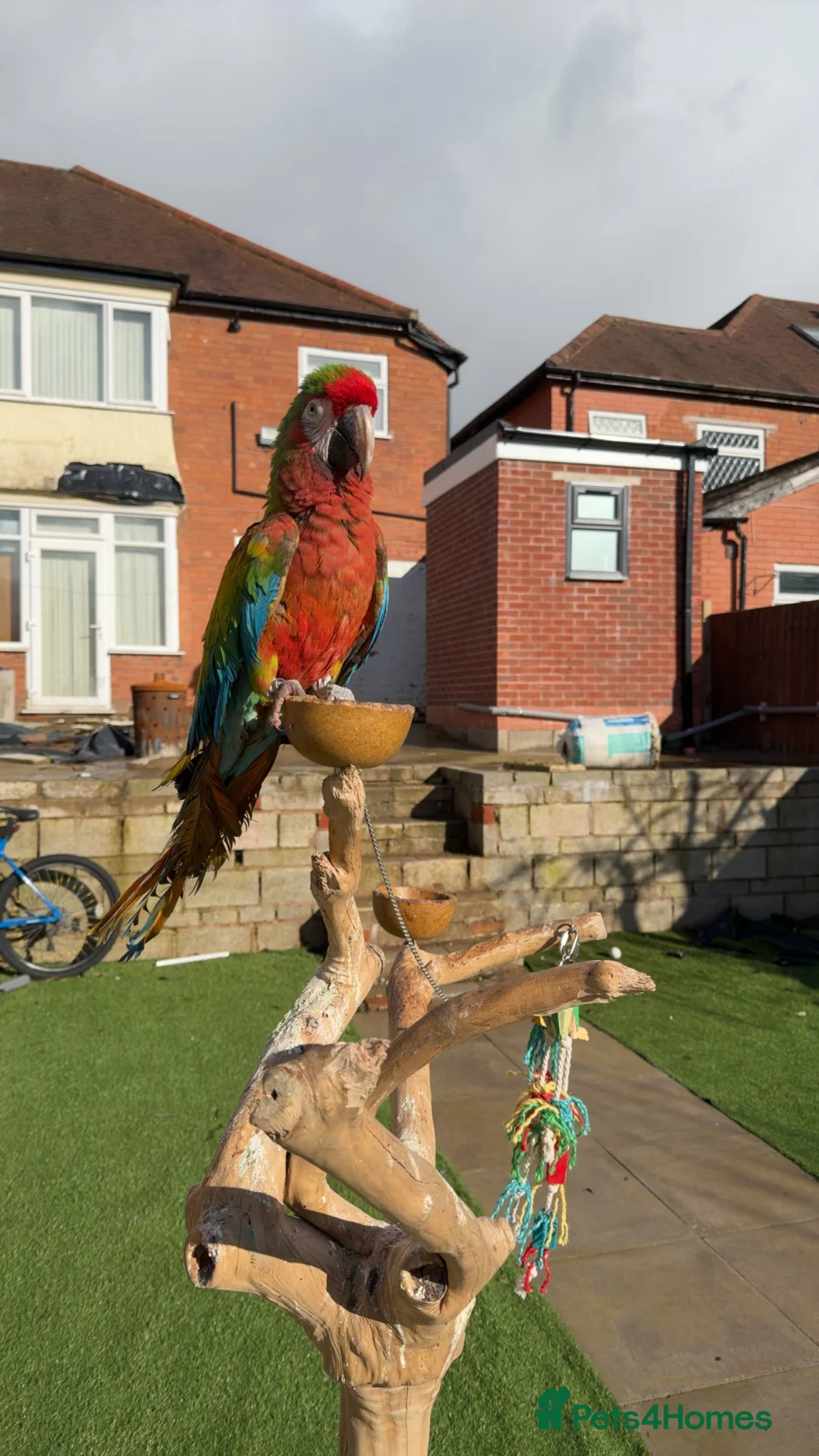 Macaws birds for sale: Shamrock Macaw – Rare, Striking & Elite Companion - Advert 6