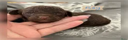 Cockapoo dogs for sale: Beautiful mid sized F1b Cockapoos in Wrexham - Advert 7