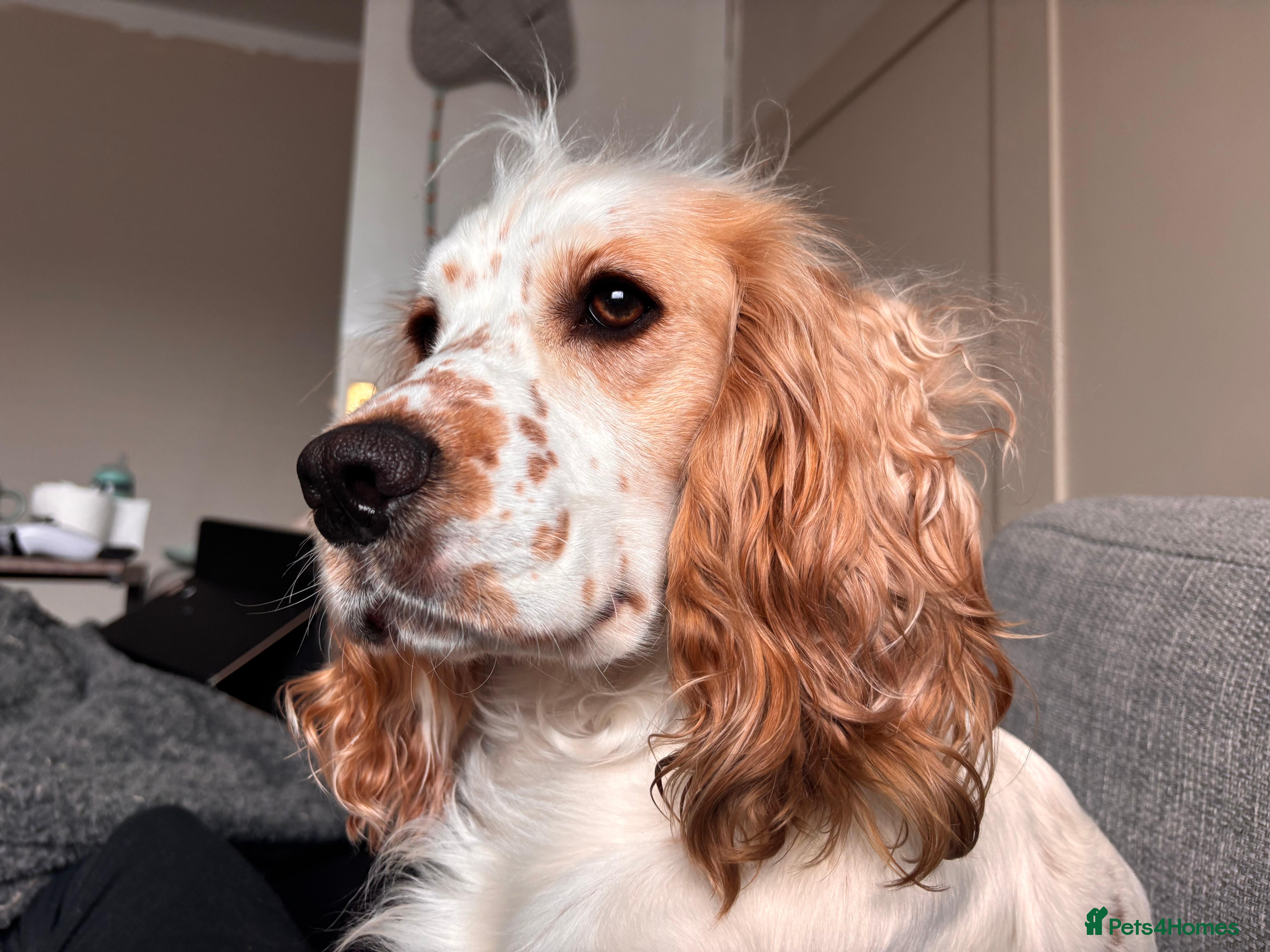 Sprocker dogs Sprocker spaniel puppys in Norwich - Advert 12