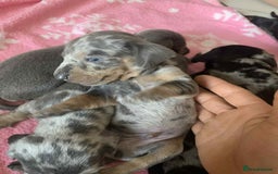 Dachshund dogs for sale: Dashounds  - Image 8