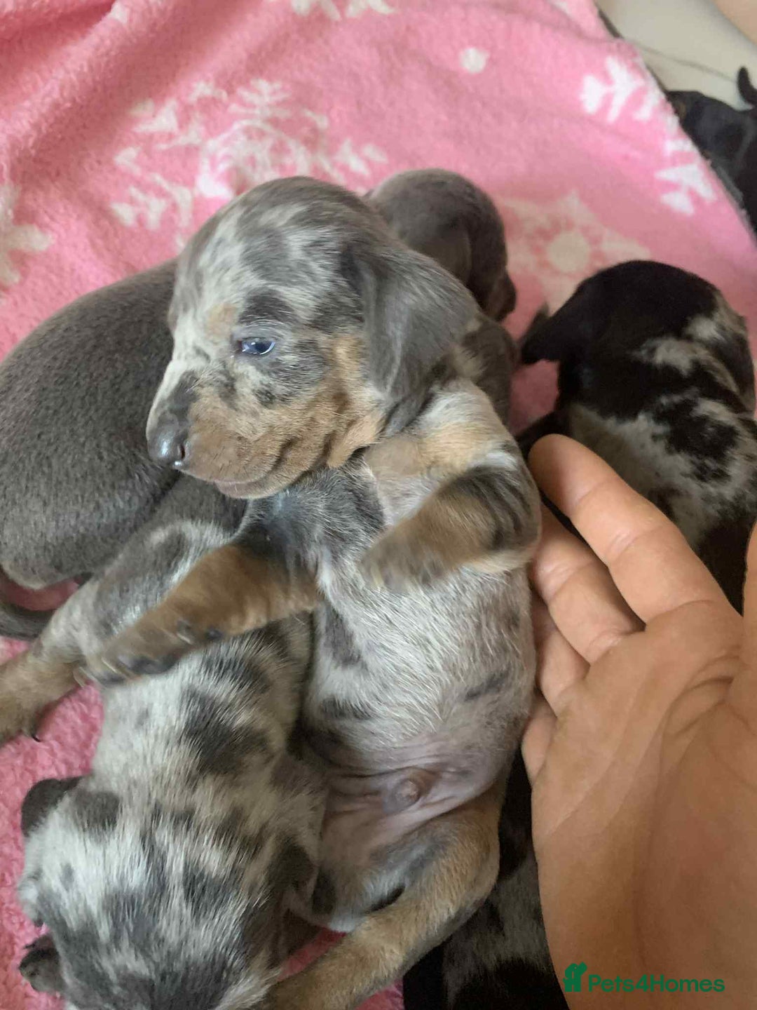 Dachshund dogs for sale: Dashounds  - Image 8