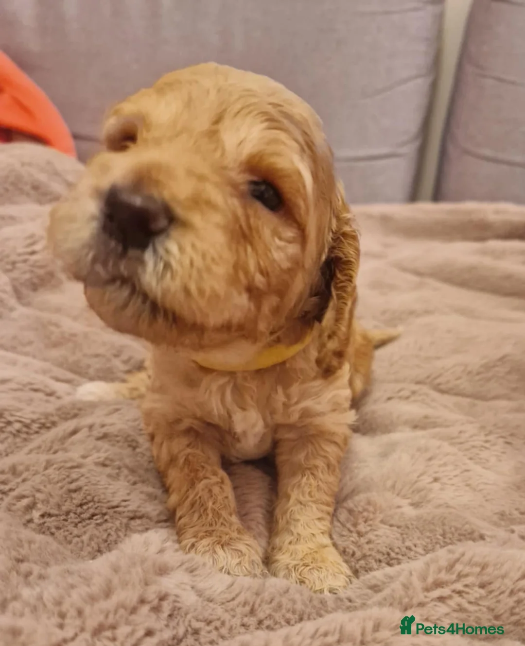 Cockapoo dogs for sale: F2 Cockapoo Puppies - Advert 25