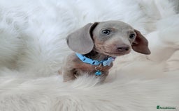 Miniature Dachshund dogs for sale: 5 ⭐ Licensed Breeder Miniature Dachshunds puppies - Image 2