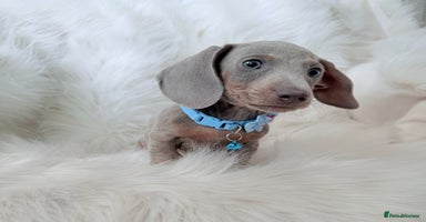 Miniature Dachshund dogs - Advert 4