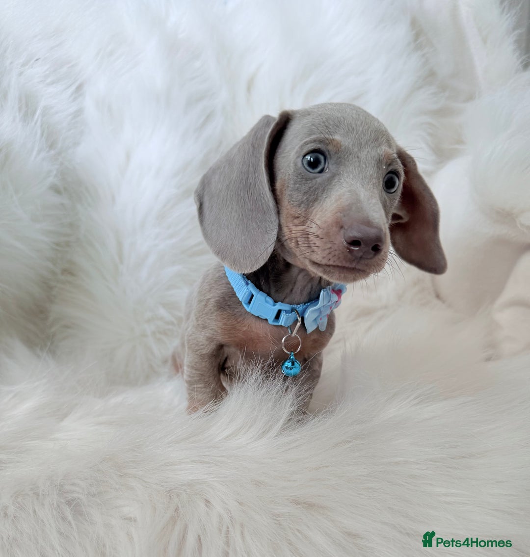 Miniature Dachshund dogs for sale: 5 ⭐ Licensed Breeder Miniature Dachshunds puppies - Image 2