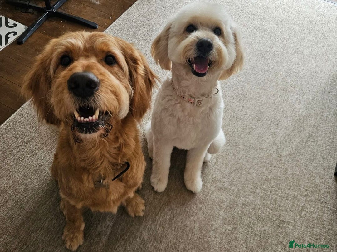 Goldendoodle dogs for sale: Goldendoodle Puppies - Advert 3