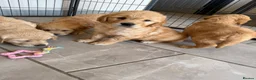 Golden Retriever dogs for sale: Beautiful KC Golden Retrievers  - Advert 3