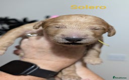 Goldendoodle dogs for sale: Gorgeous Goldendoodles  - Image 25