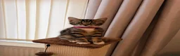 Mixed Breed cats for sale: Gorgeous Tabby Girl  in Liverpool - Advert 5