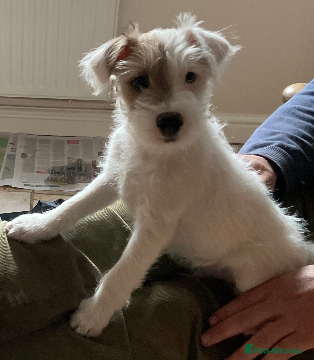 Parson Russell dogs for sale: Gorgeous Parson Russell Boy Puppy - Advert 11