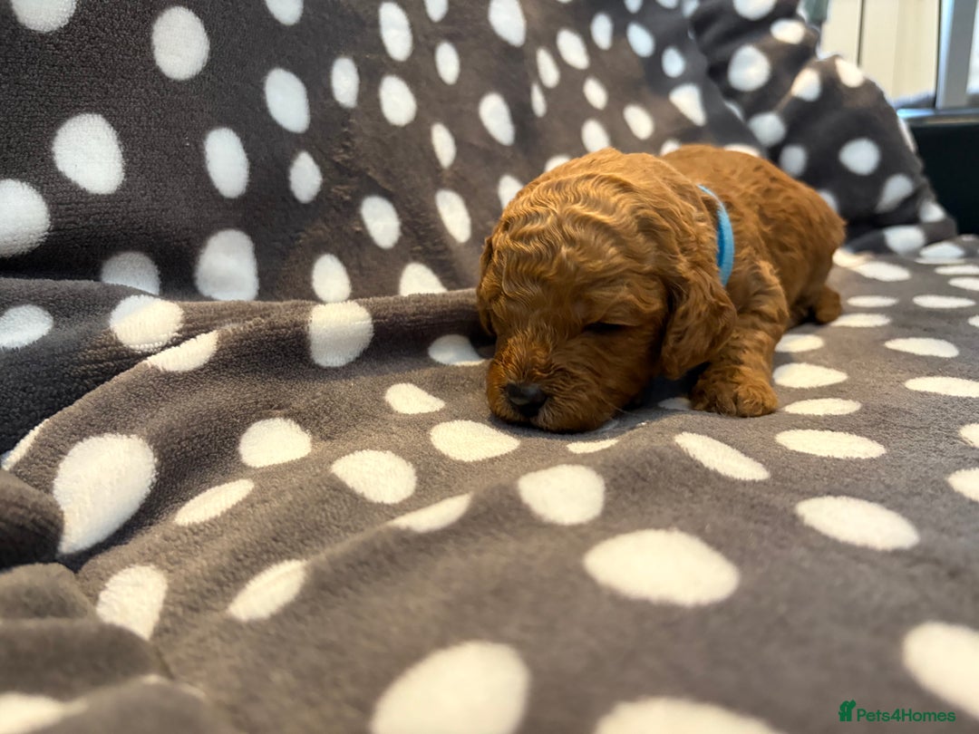 Cavapoo dogs for sale: Adorable Toy Cavapoo puppies ready on 3rd November - Image 10