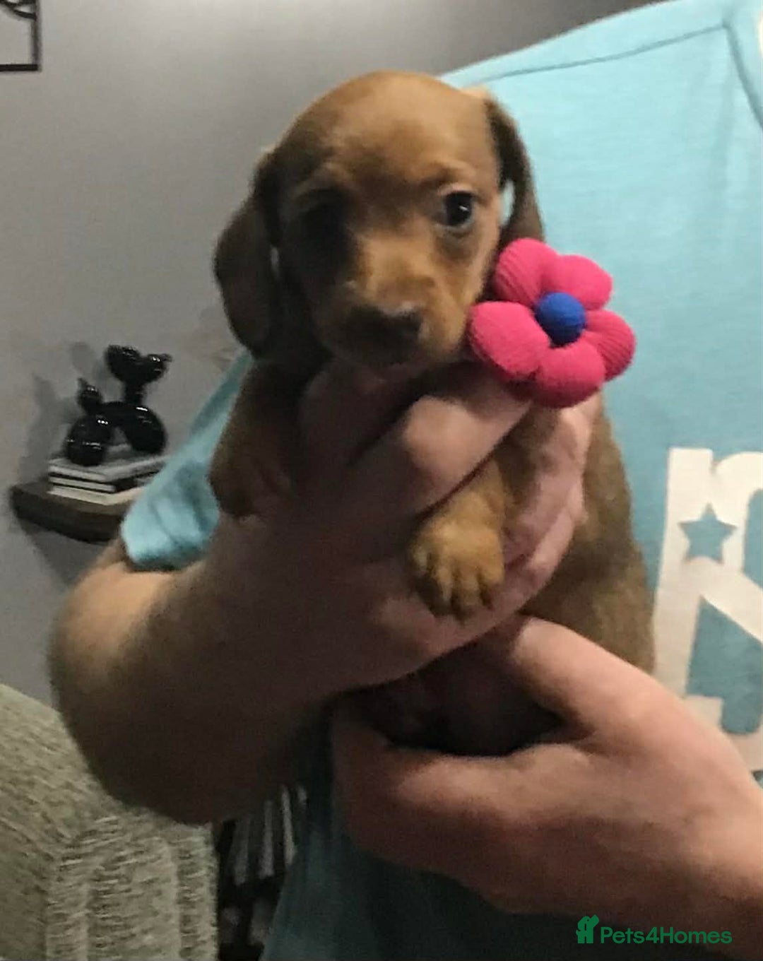 Miniature Dachshund dogs for sale: Stunning Minis - Advert 2