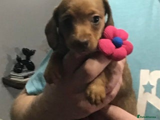 Miniature Dachshund dogs Stunning Minis - Advert 2