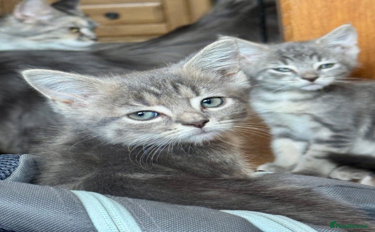 Mixed Breed cats - Advert 14