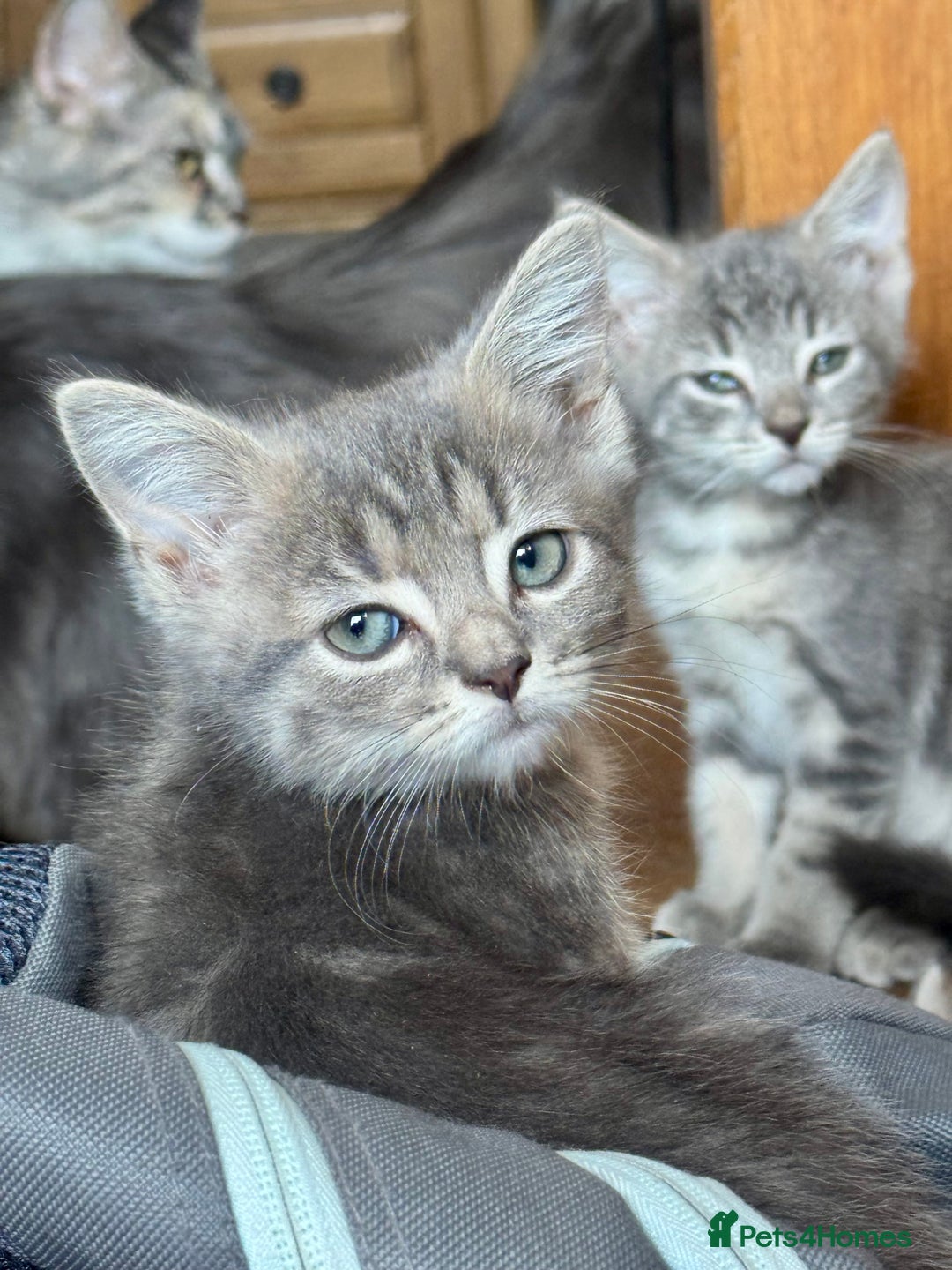 Mixed Breed cats for sale:  Stunning female ragdoll cross kittens  - Image 1