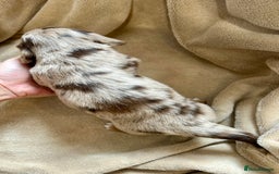 Miniature Dachshund dogs for sale: Stunning Kc Reg Long Hair Mini Dachshund puppies  - Image 26