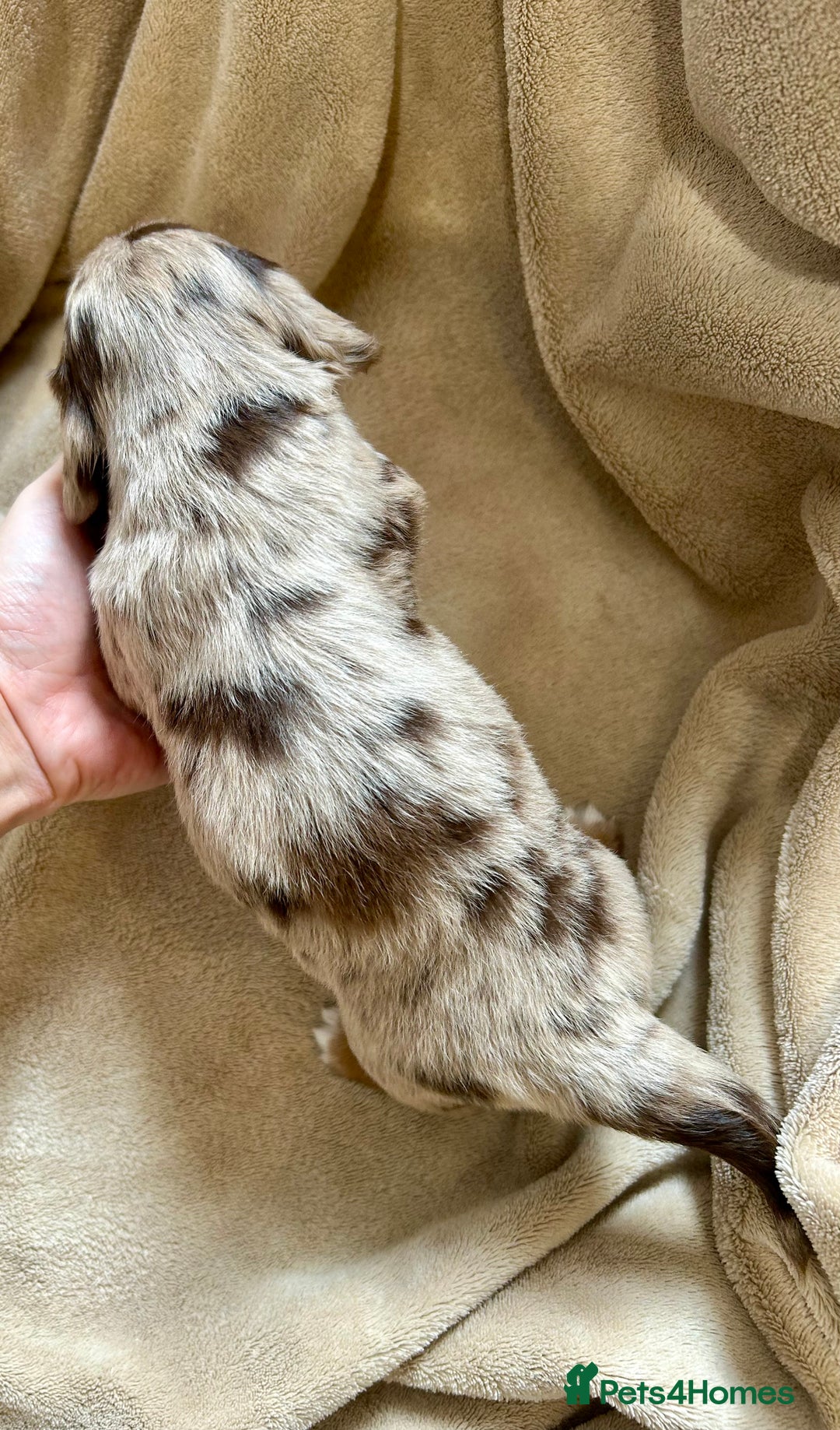 Miniature Dachshund dogs for sale: Stunning Kc Reg Long Hair Mini Dachshund puppies  - Image 26