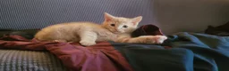 Mixed Breed cats for sale: Five Gorgeous Kittens Available! - Advert 3