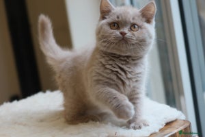 British Shorthair cats - Advert 6