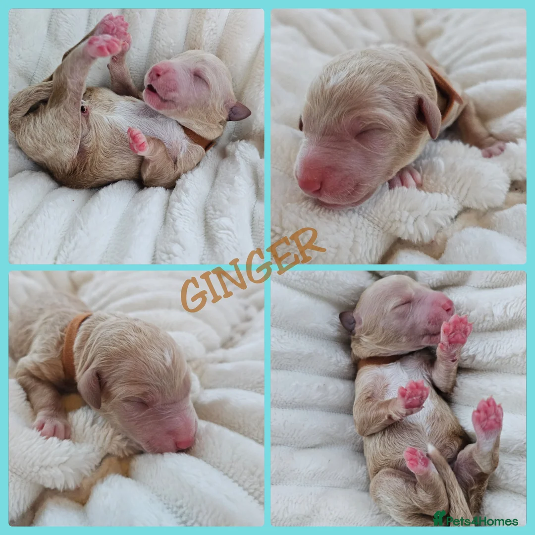 Australian Labradoodle dogs for sale: STUNNING LITTER OF AUSTRALIAN LABRADOODLES  - Advert 24