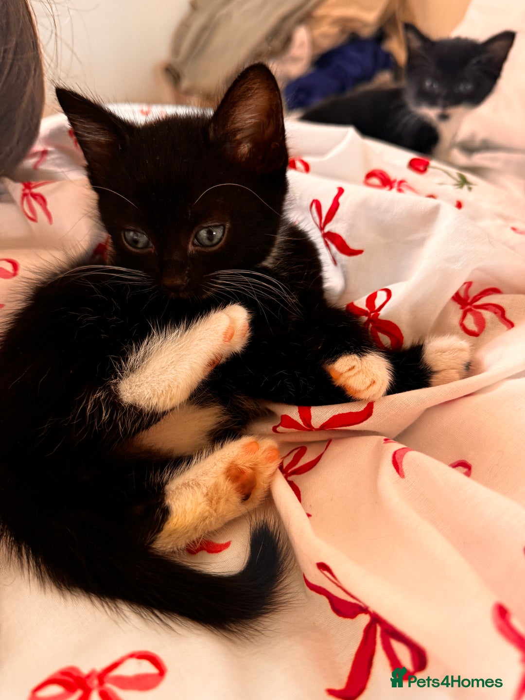 Domestic Shorthair cats for sale: 5x kittens  - Image 5