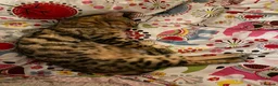 Bengal cats for sale: Gilbert in London - Advert 3