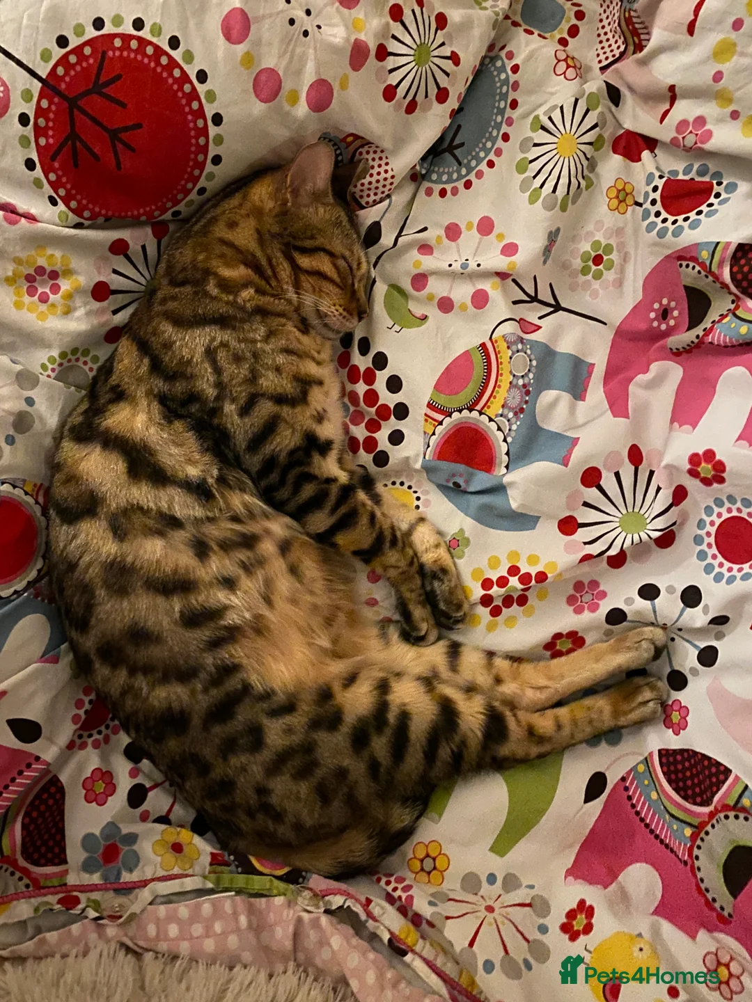 Bengal cats for sale: Gilbert in London - Advert 3