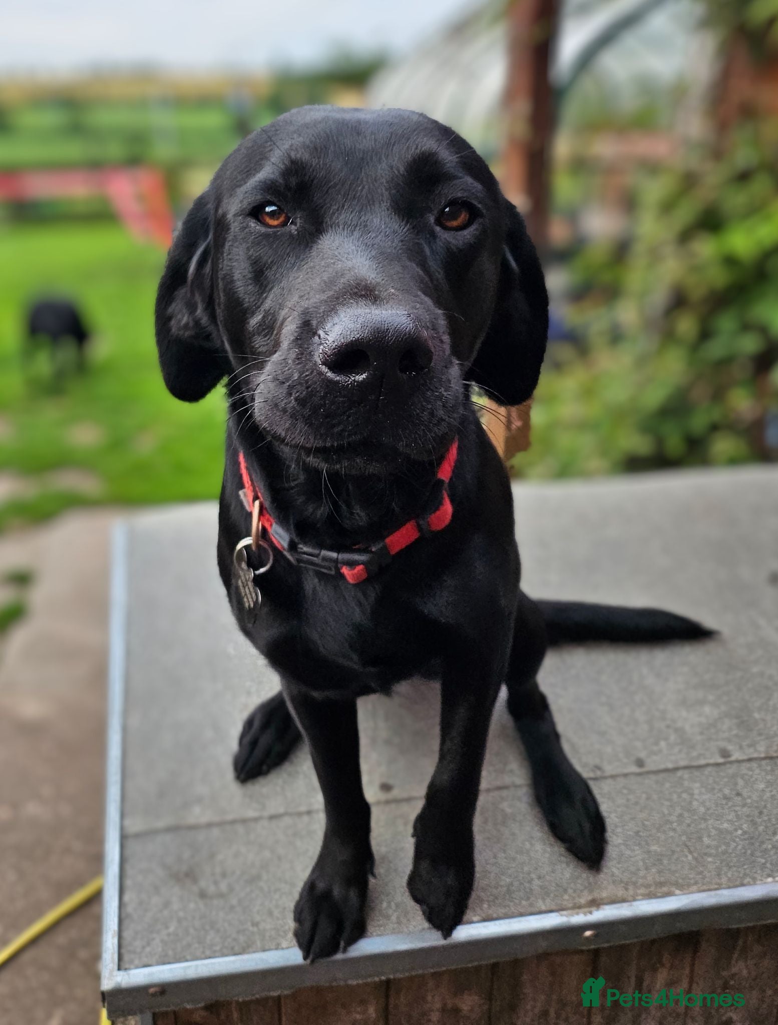 Labrador Retriever dogs Labrador Puppies KC Registered - Advert 1