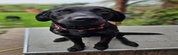 Labrador Retriever dogs for sale: Labrador Puppies KC Registered - Advert 1