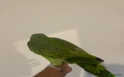 Parrots birds for sale: SILLY TAME HAND REARED BABY YELLOW CROWNED AMAZON - Advert 5