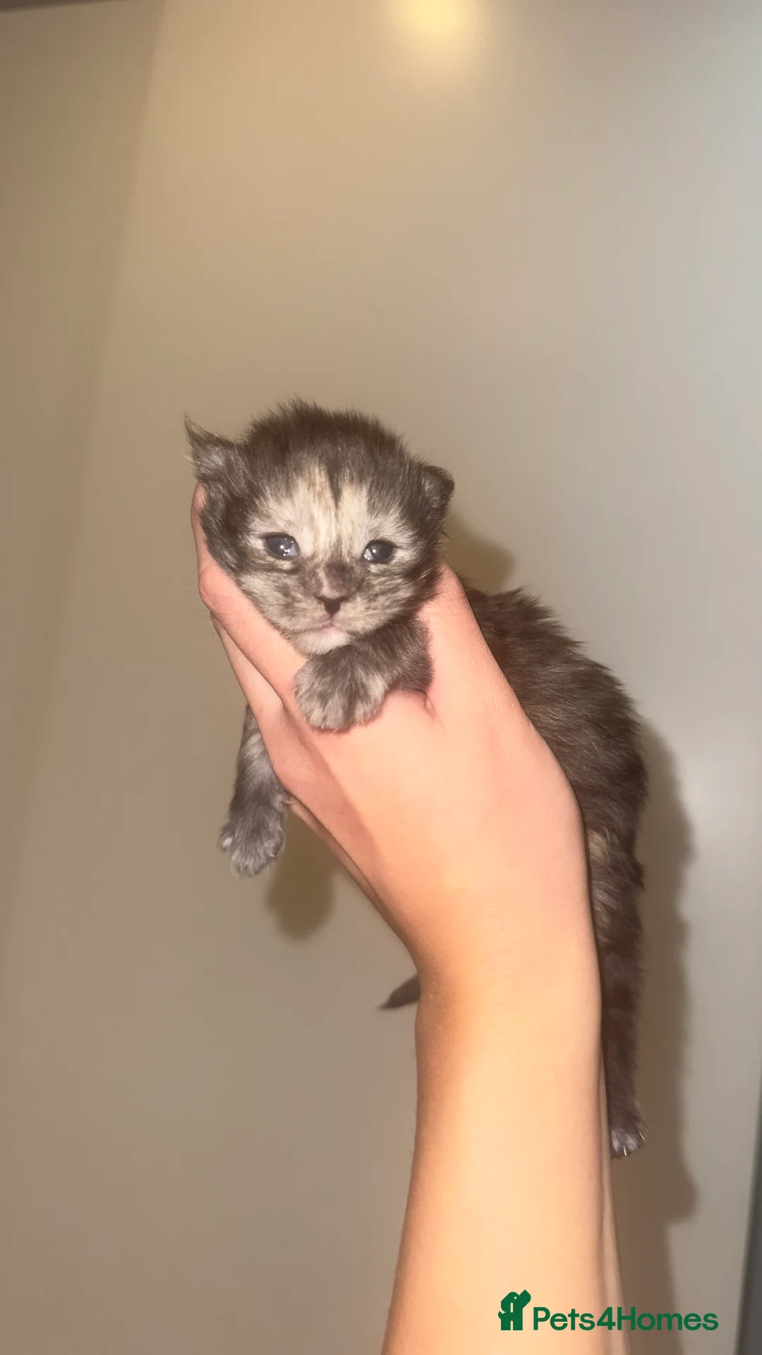 Maine Coon cats for sale: Stunning TICA Registered Maine Coon Kittens - Advert 20