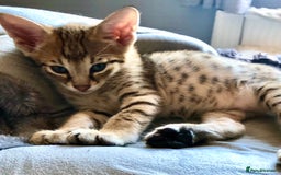 Savannah cats for sale: Beautiful full pedigree savannah kittens  - Image 32