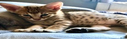 Savannah cats for sale: Beautiful full pedigree savannah kittens  - Advert 36