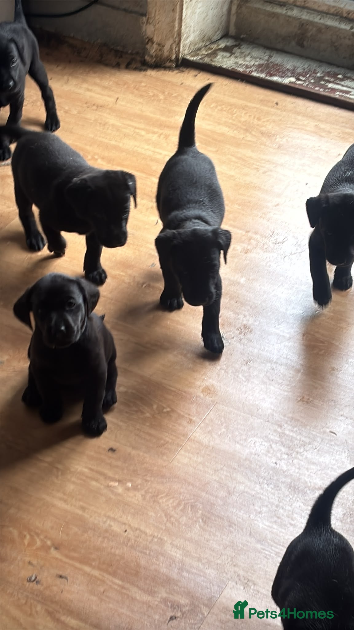 Labrador Retriever dogs Fully jet black Labrador pups for sale - Advert 2