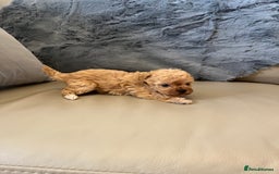 Shihpoo dogs for sale: beautiful shihpoo litter - Image 36