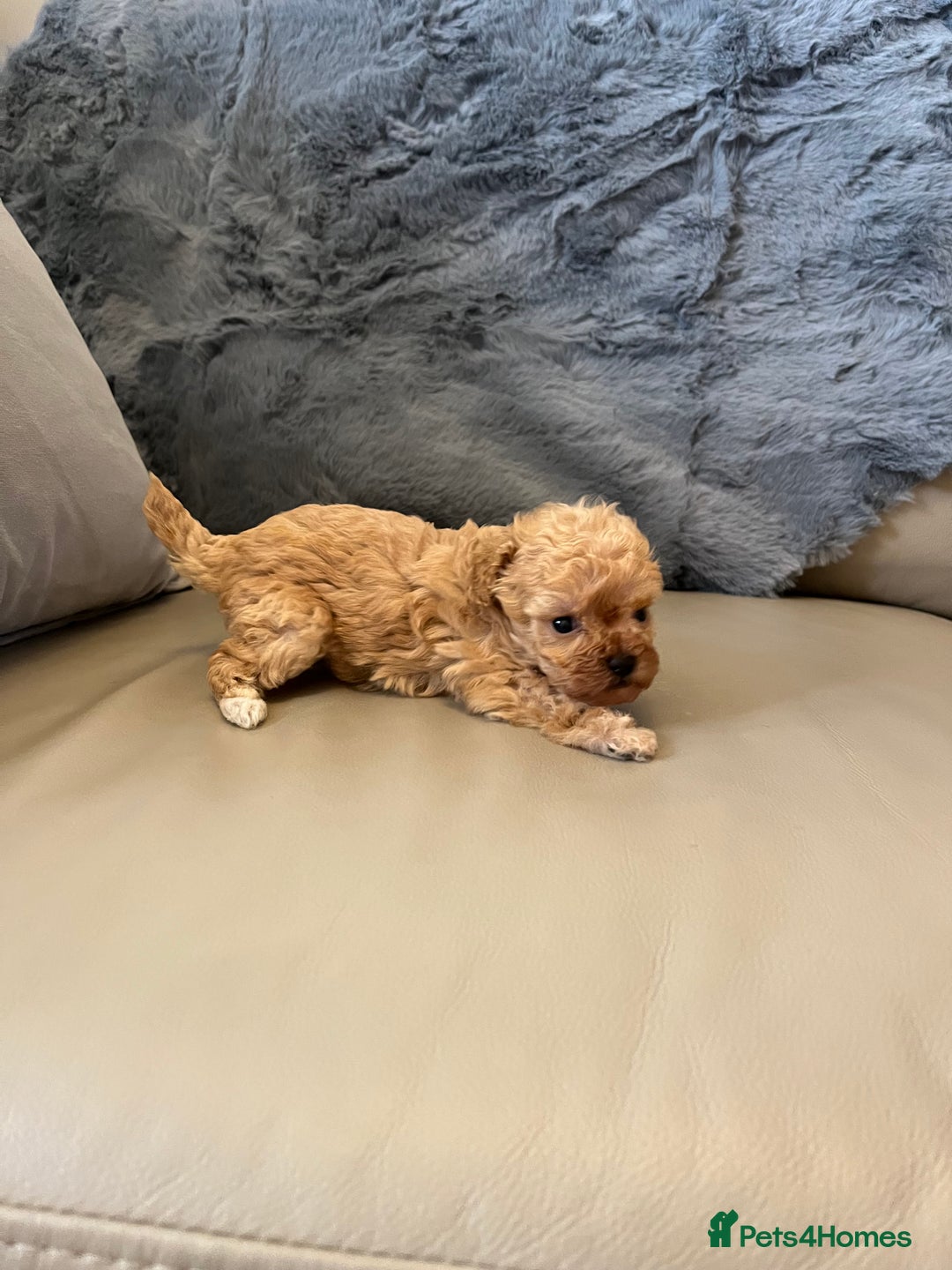 Shihpoo dogs for sale: beautiful shihpoo litter - Image 36