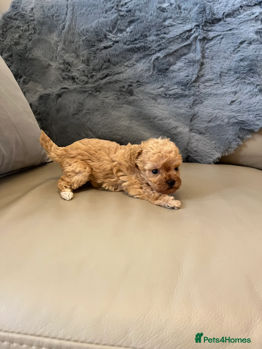Shihpoo dogs for sale: 1 girl left shihpoo puppy fully vaccinated  - Advert 36