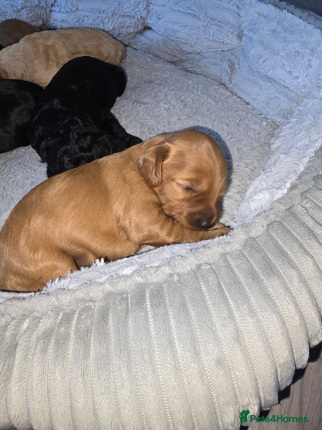 Cockapoo dogs for sale: ✨️  F1B Cockapoo Puppies 1 reserved ✨️ - Image 2