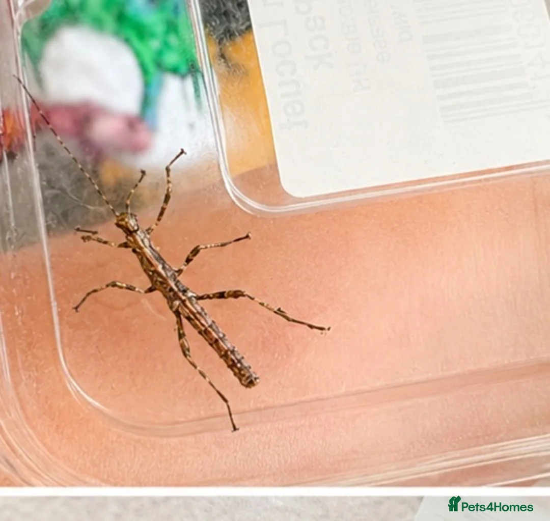 Stick Insects invertebrates for sale: Sungaya stick insect - Advert 2